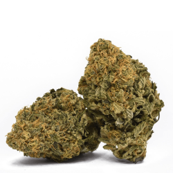 Fleur CBG :  Jack herer - Fleur CBG